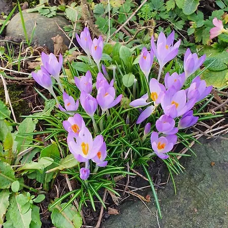 Bay View House Casa de Férias Liscannor