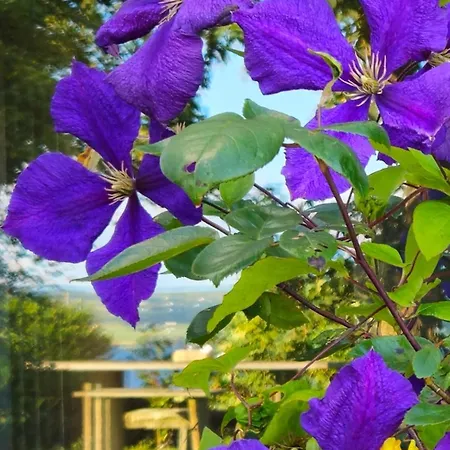 Дом отдыха Bay View House